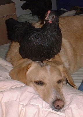 chickenanddog.jpg